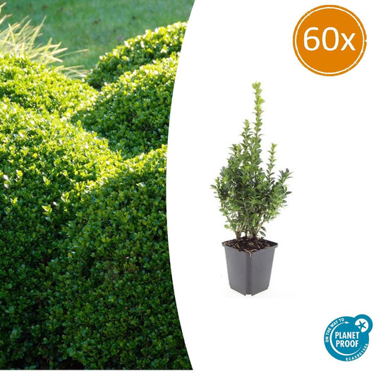 Gewöhnlicher Buchsbaum - Buxus Sempervirens - ↕10-25cm - Ø9cm - 60 Stück 