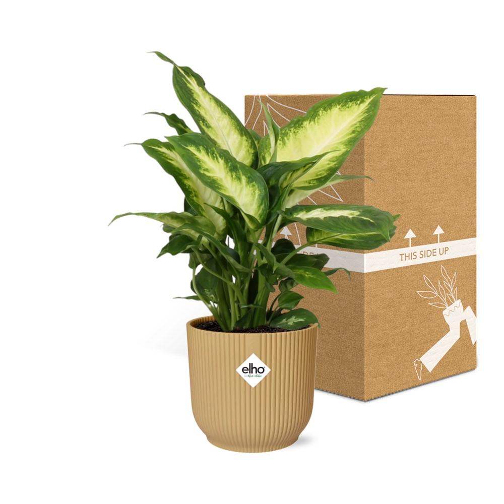 Dieffenbachia ‘Camilla’ – Zimmerpflanze im 14cm Topf – Luftreinigende Zimmerpflanze – Halbschattiger Standort – Pflegeleicht – Tropisches XXL-Laub 