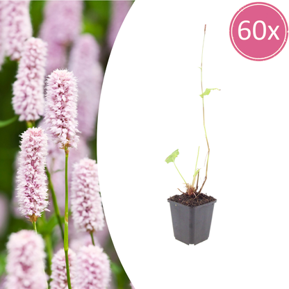 Persicaria bistorta Schlangenknöterich – 60 Pflanzen Ø9cm – Höhe 10-25cm – Blühende Staude für feuchte Beete Teichrand Naturgarten – winterhart bienenfreundlich pflegeleicht