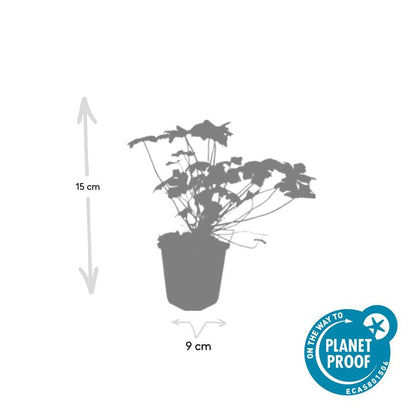Blut-Storchschnabel - Geranium 'Tiny Monster' - ↕10-25cm - Ø9cm - 12 Stück