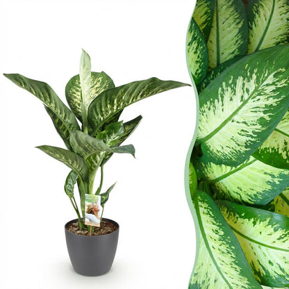 Green boutiQ - Zimmerpflanzen - Diefenbachia Tropic Snow - Dieffenbachia - Wenig Pflege - mit Potter Grau - Bunt - 1 Pflanze - mit Potter Grau - Topf 21cm - Höhe 90-100cm 