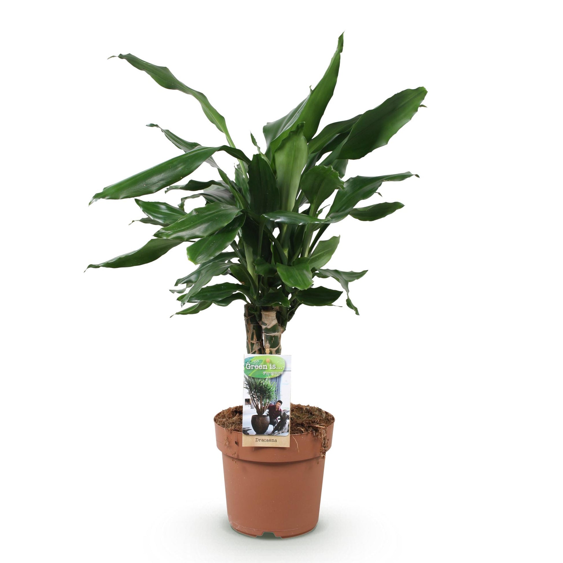 Green boutiQ - Zimmerpflanzen - Dracaena fragrans Steudneri - Drachenbaum - Wenig Pflege - Grün - 1 Pflanze - Topf 17cm - Höhe 50-55cm 