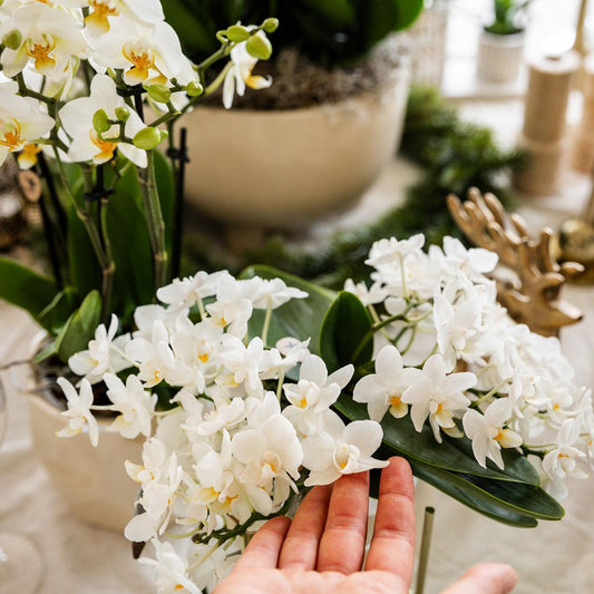 Weiße Phalaenopsis Orchidee - Nazaré - Topfgröße Ø9cm - Zimmerpflanze