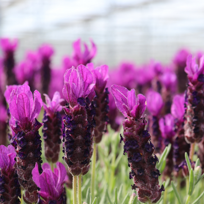 Französischer Lavendel – Lavandula stoechas Anouk – 12 cm – 6 Pflanzen – Duftend & Immergrün – Für Garten, Balkon & Terrasse – Winterhart