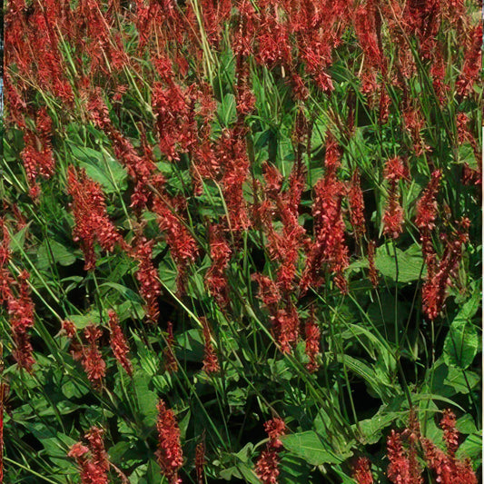 Kerzenknöterich Persicaria amplexicaulis – ↕10-25cm – Ø9cm – 60 Pflanzen – Rote Blüten – Sommerblüher – Pflegeleicht – Sonnig bis Halbschatten