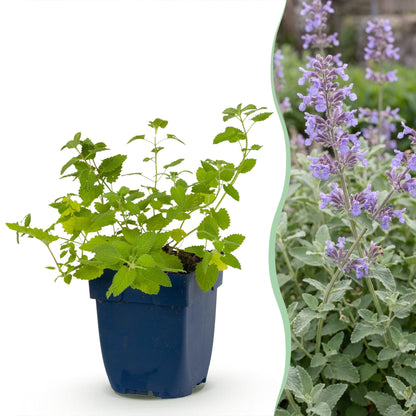 Katzenminze – Nepeta faassenii – Topf Ø11cm – Bienenfreundliche Staude für Garten & Balkon