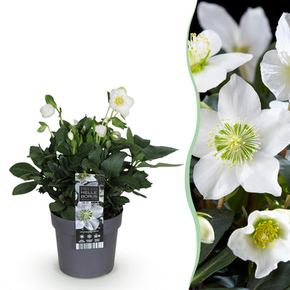 GreenboutiQ - Gartenpflanze - Weihnachtsrose - Helleborus Christmas Carol - Weiße Blüte - 1 Pflanze - Immergrün - Topf 14cm Höhe 30cm 