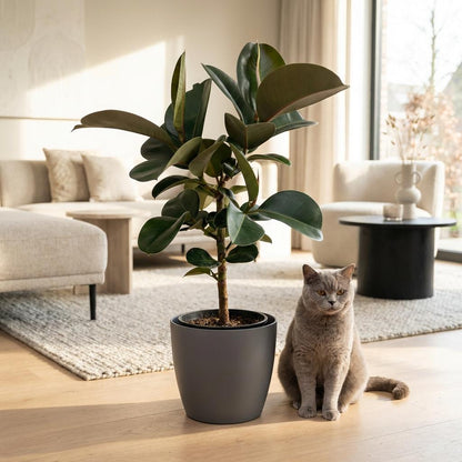 Ficus Elastica Cloe Gummibaum 65cm – Zimmerpflanze im Topf Grau Ø19cm – große grüne Blätter – pflegeleicht, luftreinigend für Wohnung & Büro – ideal bei Halbschatten 
