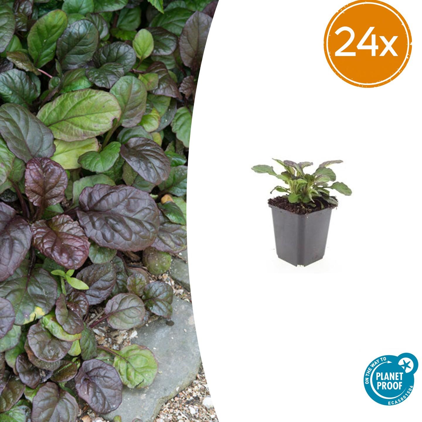 Ajuga reptans ‘Catlin’s Giant’ – 24 Pflanzen – ↕10-25cm – Ø9cm – Bodendecker – Blaue Blüten – Winterhart & Pflegeleicht – Für Schatten & Halbschatten 