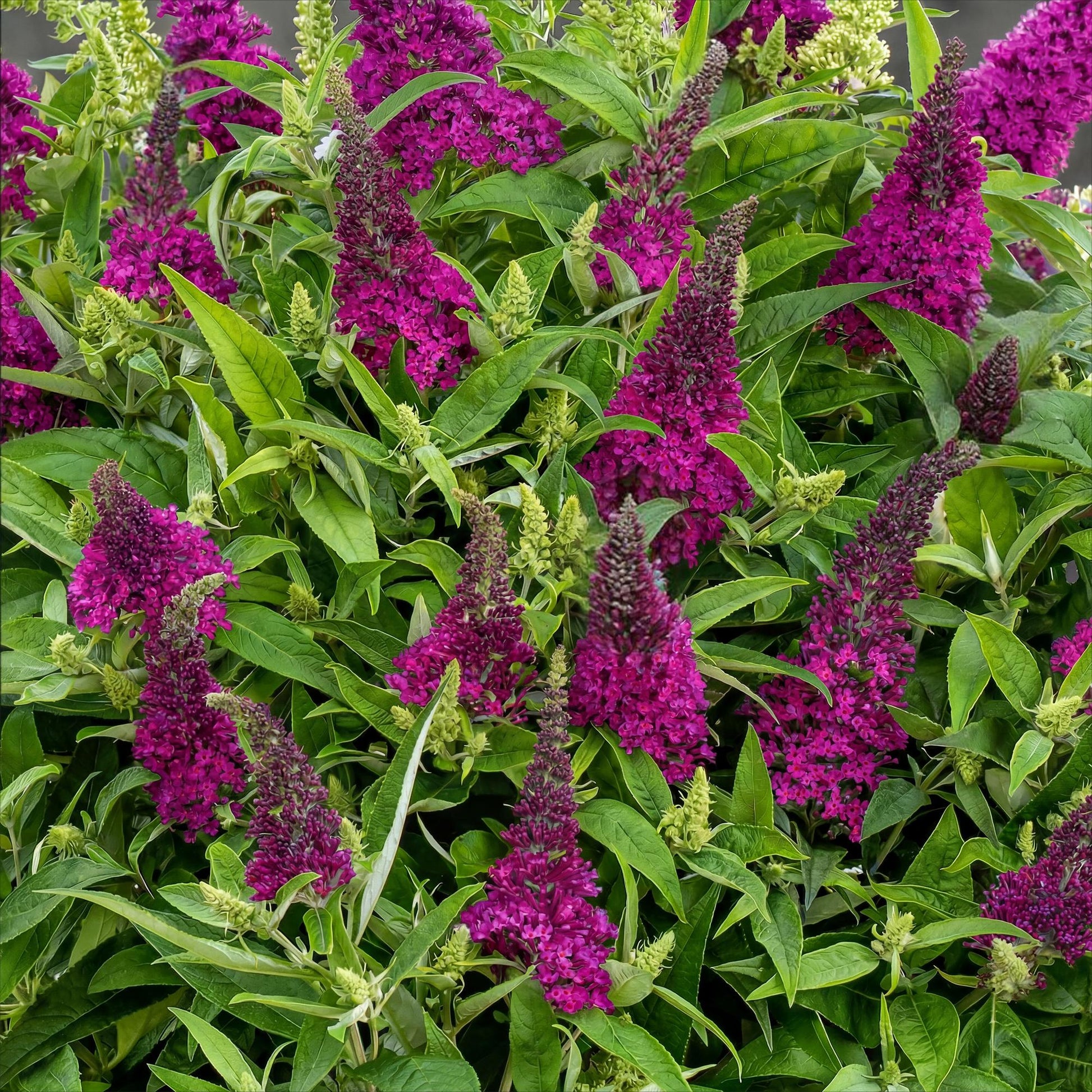Green boutiQ - Gartenpflanze - Buddleja davidii Butterfly Candy Little Ruby - Schmetterlingsstrauch - Kompakt - Rot - 1 Pflanze - Topf 12cm - Höhe 20-25cm 