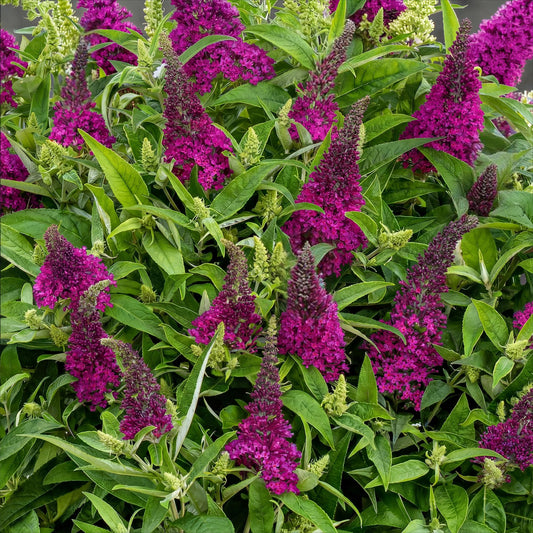 Green boutiQ - Gartenpflanze - Buddleja davidii Butterfly Candy Little Ruby - Schmetterlingsstrauch - Kompakt - Rot - 1 Pflanze - Topf 12cm - Höhe 20-25cm 