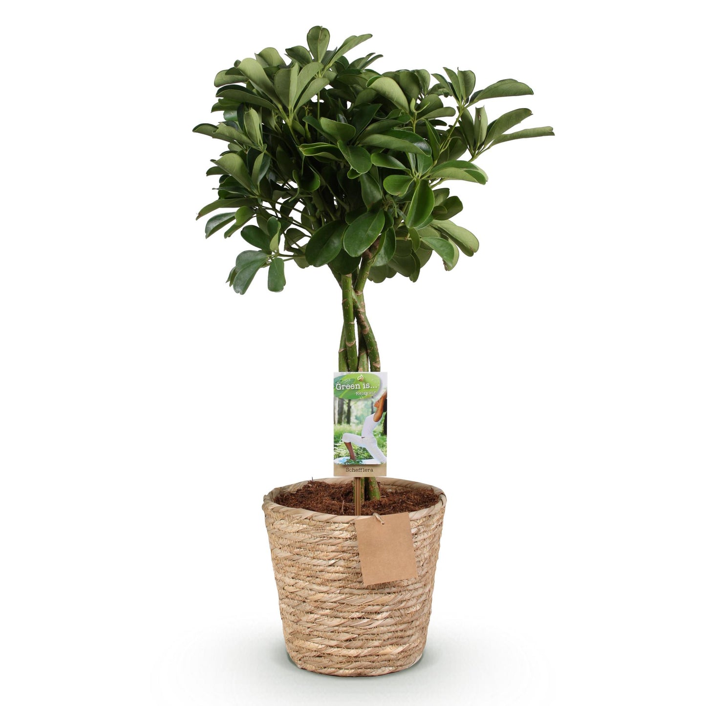 Green boutiQ - Zimmerpflanzen - Schefflera Nora - Fingerbaum - Wenig Pflege - mit Korb - Grün - 1 Pflanze - Topf 21cm - Höhe 70-82cm 