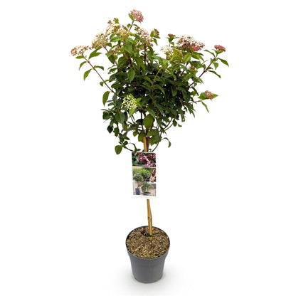 Viburnum tinus 'Eve Price' – Immergrüne Stamm-Pflanze – Höhe ca. 90 cm – Ø19 cm – Winterblühender Schneeball – Pflegeleicht – Für Balkon, Terrasse & Garten 