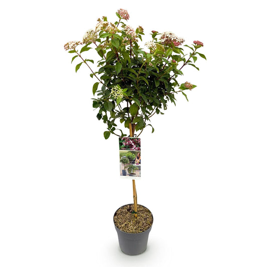 Viburnum tinus 'Eve Price' – Immergrüne Stamm-Pflanze – Höhe ca. 90 cm – Ø19 cm – Winterblühender Schneeball – Pflegeleicht – Für Balkon, Terrasse & Garten 