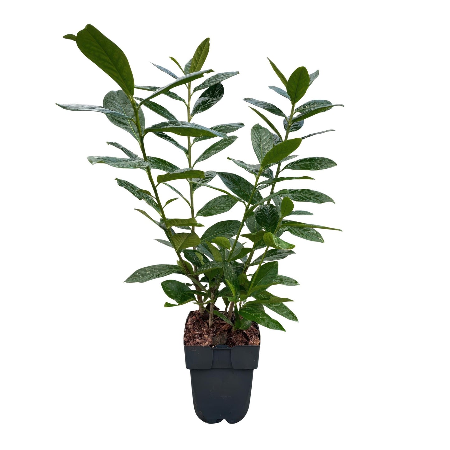 Kirschlorbeer Prunus laurocerasus Novita – Heckenpflanze – Blatt grün – 6 Pflanzen – 1  laufender Meter – Immergrün – 17 cm Höhe 50 cm – Winterhart & Pflegeleicht 