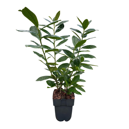 Kirschlorbeer Prunus laurocerasus Novita – Heckenpflanze – Blatt grün – 6 Pflanzen – 1  laufender Meter – Immergrün – 17 cm Höhe 50 cm – Winterhart & Pflegeleicht 