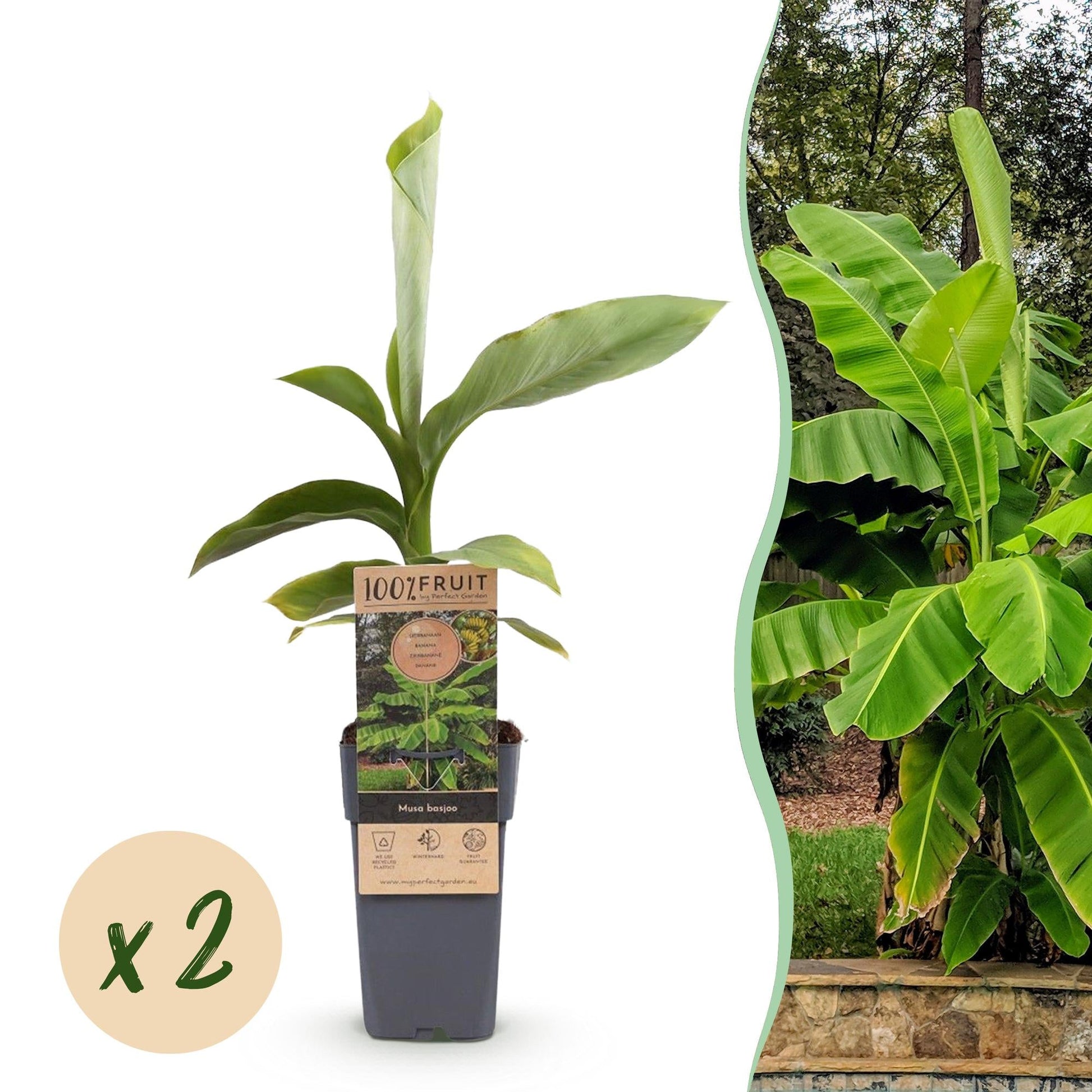 Japanische Faserbanane – Musa basjoo – Winterhart – 2 Pflanzen – Ø15 cm – Höhe ca. 50 cm – Tropische Optik & essbare Früchte – Pflegeleicht – Für Garten, Terrasse & Balkon 