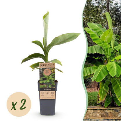 Japanische Faserbanane – Musa basjoo – Winterhart – 2 Pflanzen – Ø15 cm – Höhe ca. 50 cm – Tropische Optik & essbare Früchte – Pflegeleicht – Für Garten, Terrasse & Balkon 