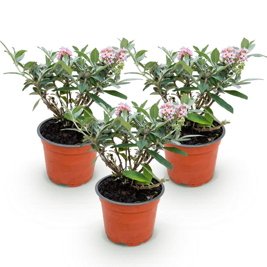 Green boutiQ - Gartenpflanze - Buddleja davidii Butterfly Candy Little Pink - Schmetterlingsstrauch - Kompakt - Rosa - 3 Pflanzen - Topf 12cm - Höhe 20-25cm 