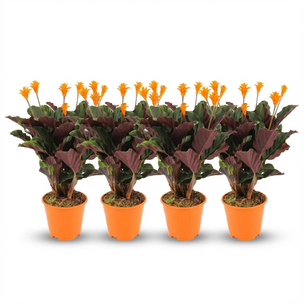 Korbmarante Calathea Crocata – 4 Pflanzen – Ø14cm – Höhe 40–45cm – Orange blühende Zimmerpflanze – Luftfeuchteliebend & dekorativ 