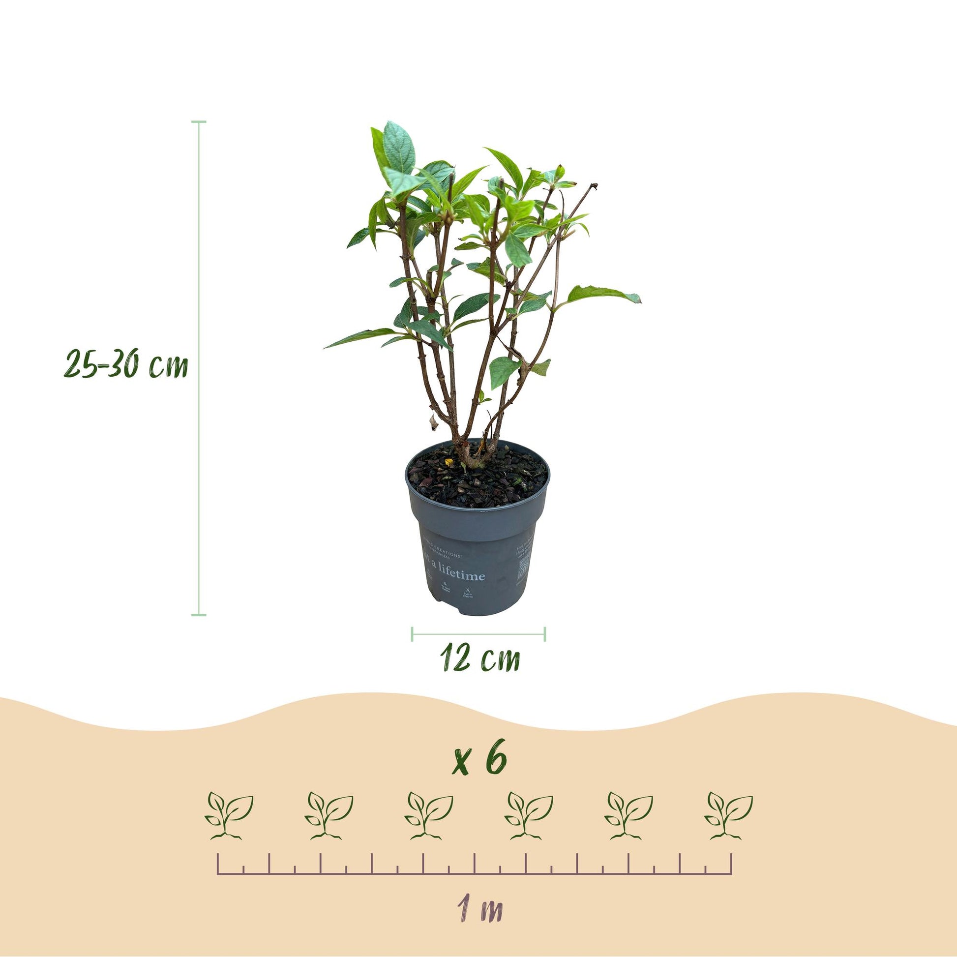 Green boutiQ - Gartenpflanze - Hydrangea panniculata Living Pink & Rose - Rispenhortensie - Winterhart - Rosa - 1 Pflanze - Topf 12cm - Höhe 20-30cm 