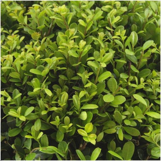 Stechpalme – Ilex crenata 'Jenny' – 24 Pflanzen – Immergrün – Winterhart – Alternative zu Buchsbaum – Ø7cm ↕15cm