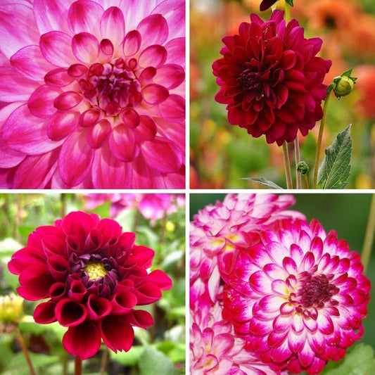Blumenzwiebel - Mix Outdoor Happiness - 6 Dahlien Little Robert & 6 Dahlien Heatwave Knollen für 2 m²