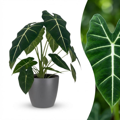 Green boutiQ - Zimmerpflanze - Elefantenohr - Alocasia Frydek - Grün - Pflegeleicht - 1 Pflanze - mit Potter Grau - Topf 19cm - Höhe 60cm 