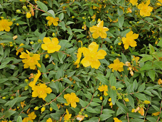 Johanniskraut Hypericum dummeri 'Peter Dummer' – ↕10-25cm – Ø9cm – 40 Pflanzen – Winterharter Bodendecker mit gelben Blüten