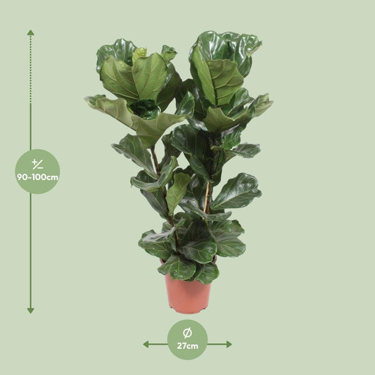 Geigen-Feige – Ficus Lyrata – Zimmerpflanze – Ø27cm – ↕100cm – Elegante Grünpflanze mit großen Blättern – Luftreinigend & pflegeleicht – Für helle Wohnräume 
