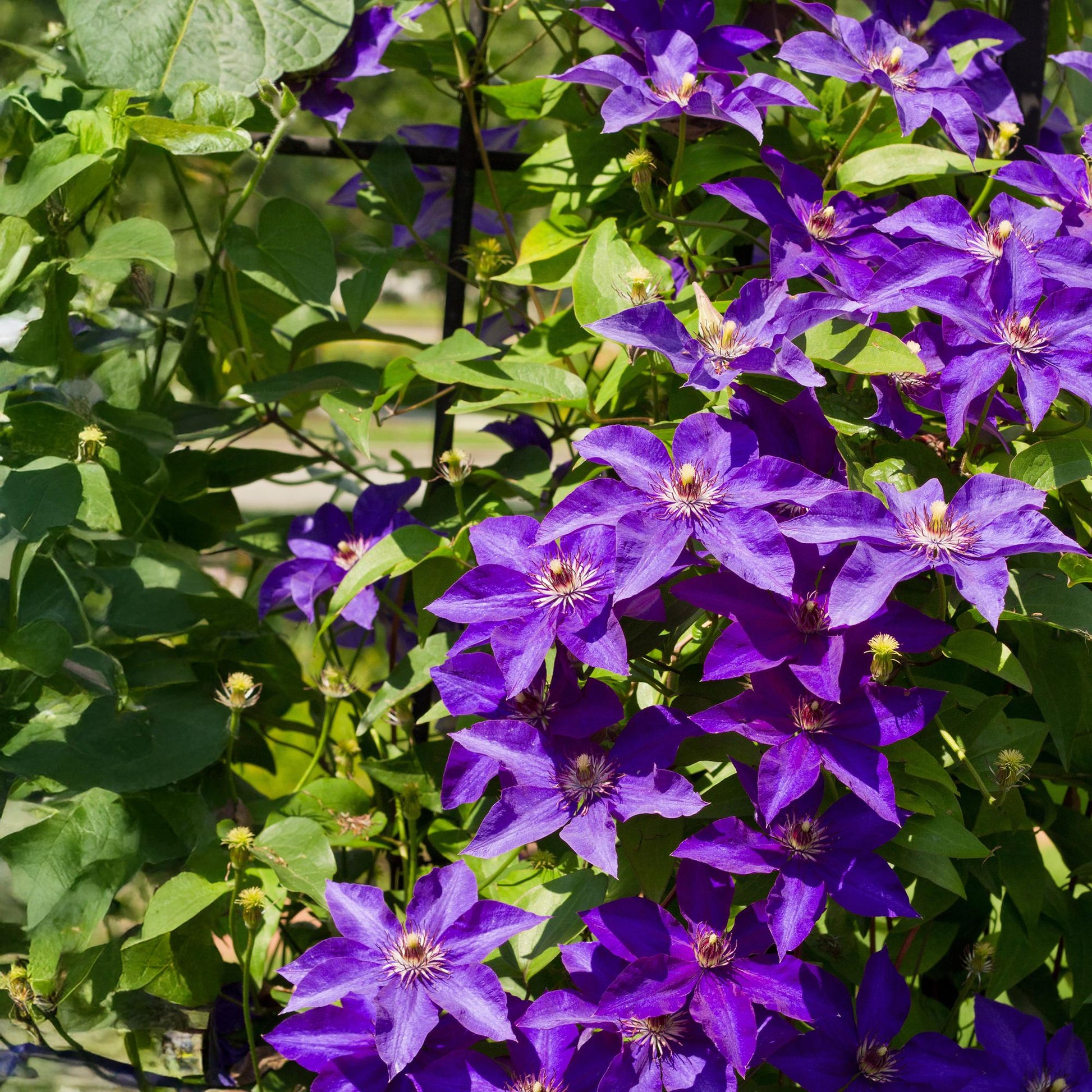 Kletterpflanze Clematis The President – Rosa Blüten – 2 Pflanzen – 11 cm x H40 cm – Bis 3 m – Pflegeleicht – Ideal für Garten, Balkon & Pergola 