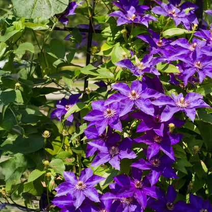 Kletterpflanze Clematis The President – Rosa Blüten – 2 Pflanzen – 11 cm x H40 cm – Bis 3 m – Pflegeleicht – Ideal für Garten, Balkon & Pergola 