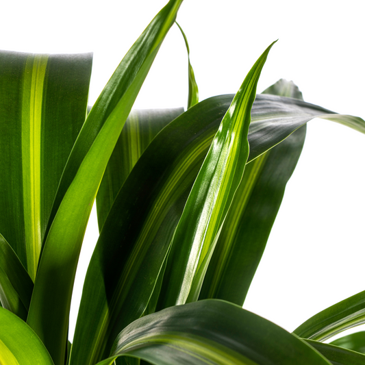 Drachenbaum - Dracaena Deremensis ‘Hawaiian Sunshine’ – Zimmerpflanze – Ø21 cm – Höhe 90–110 cm – Tropisches Flair mit gelb-grünem Laub 