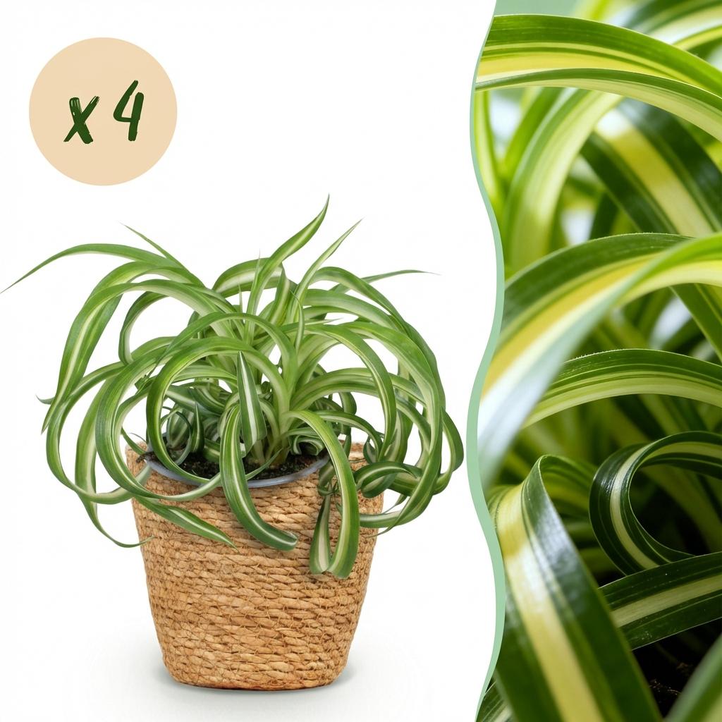 Green boutiQ - Zimmerpflanze - Chlorophytum comosum Bonnie - Lockige Graslilie - Haustierfreundliche Pflanze - Grün - 4 Pflanzen - mit Korb - Topf 12cm - Höhe 20cm 