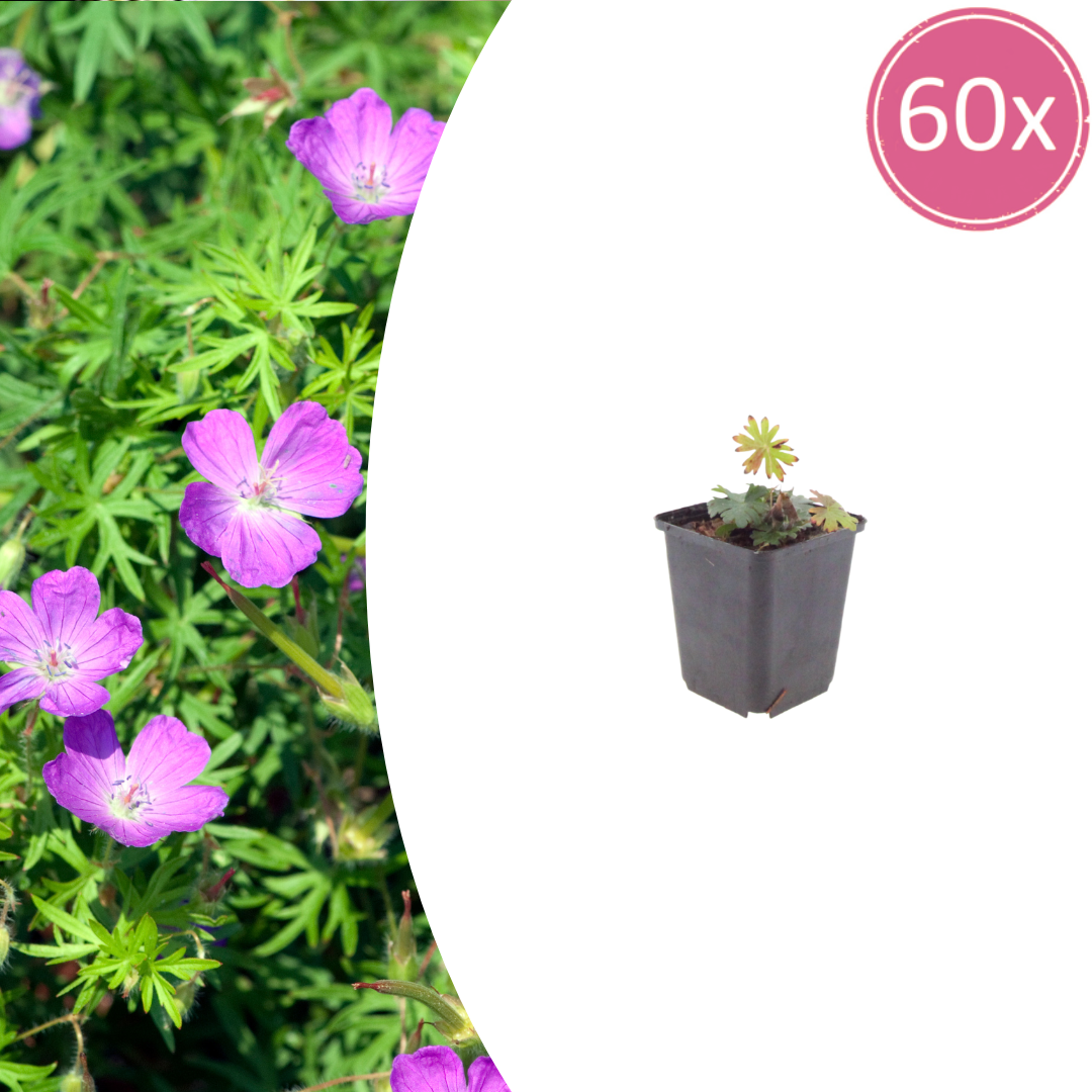 Geranium sanguineum Blut-Storchschnabel – 60 Pflanzen Ø9cm – Höhe 10-25cm – Rosa rote Blütenstaude für sonnige Beete & Steingarten – Winterhart pflegeleicht – Flächenbepflanzung