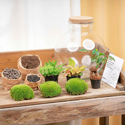 Flaschengarten - DIY Bausatz - Terrarium - Bolder Bob Bonsai - ↕30cm 