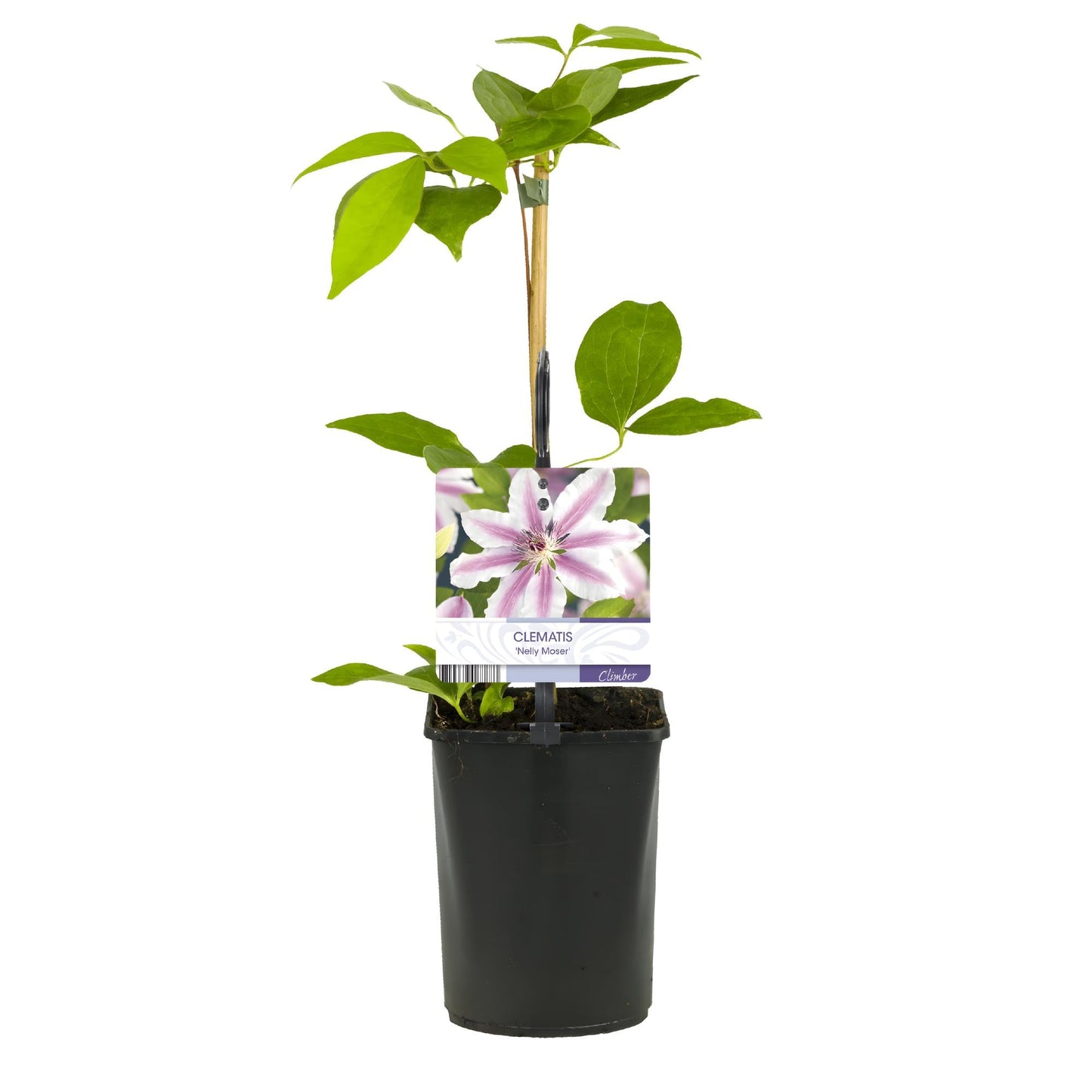 Kletterpflanze Clematis Nelly Moser – Rosa Blüten – Wenig Pflege – 2 Pflanzen – 11 cm Höhe 40 cm – Für Garten, Balkon & Pergolen 