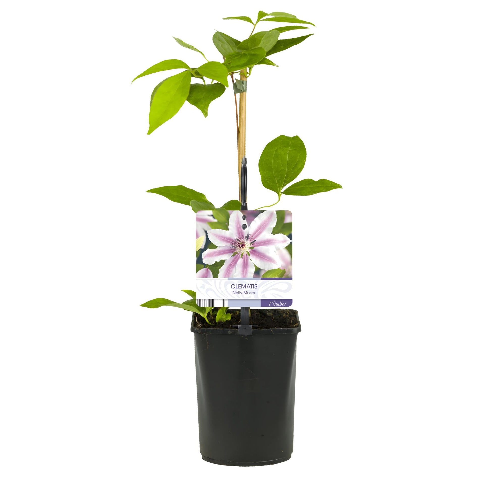 Kletterpflanze Clematis Nelly Moser – Rosa Blüten – Wenig Pflege – 2 Pflanzen – 11 cm Höhe 40 cm – Für Garten, Balkon & Pergolen 
