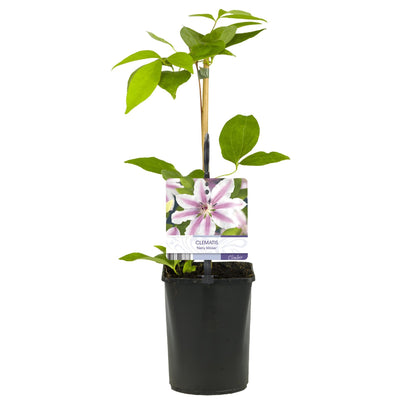 Kletterpflanze Clematis Nelly Moser – Rosa Blüten – Wenig Pflege – 2 Pflanzen – 11 cm Höhe 40 cm – Für Garten, Balkon & Pergolen 