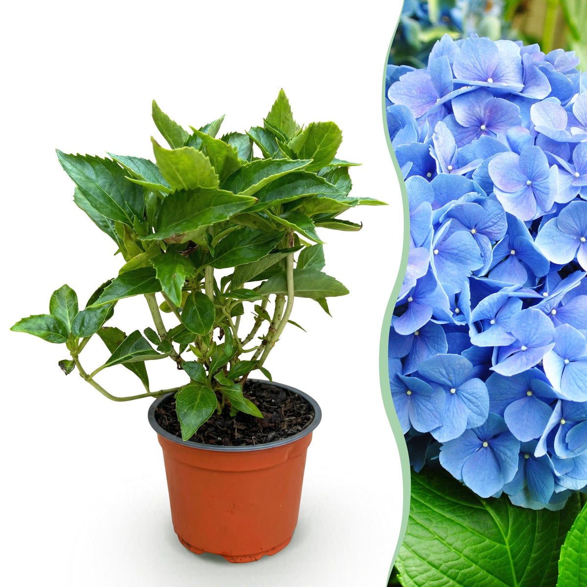 Green boutiQ - Gartenpflanze - Hydrangea macrophylla Blau - Hortensie - Winterhart - Blau - 1 Pflanze - Topf 12cm - Höhe 20-30cm 