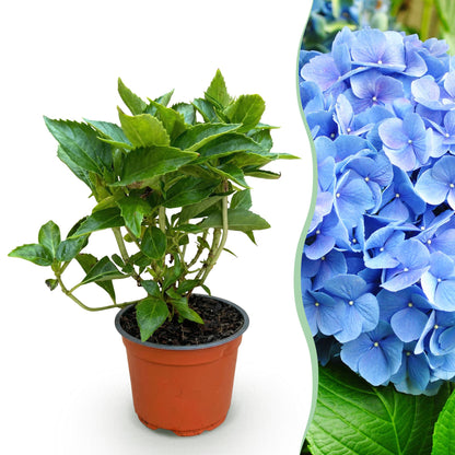 Green boutiQ - Gartenpflanze - Hydrangea macrophylla Blau - Hortensie - Winterhart - Blau - 1 Pflanze - Topf 12cm - Höhe 20-30cm 