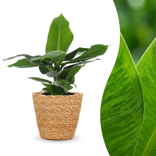 Orientalische Zwergbanane – Musa 'Oriental Dwarf' – Topf Ø12cm – Höhe 30cm – mit Korb