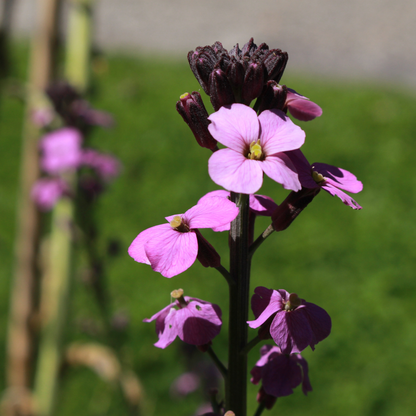 Erysimum Bowles Mauve – 6 Pflanzen Goldlack Staude – 10-25cm – Ø9cm – Langblühende Gartenpflanze für Sonne – Bienenfreundliche Blühstaude für Beet & Kübel