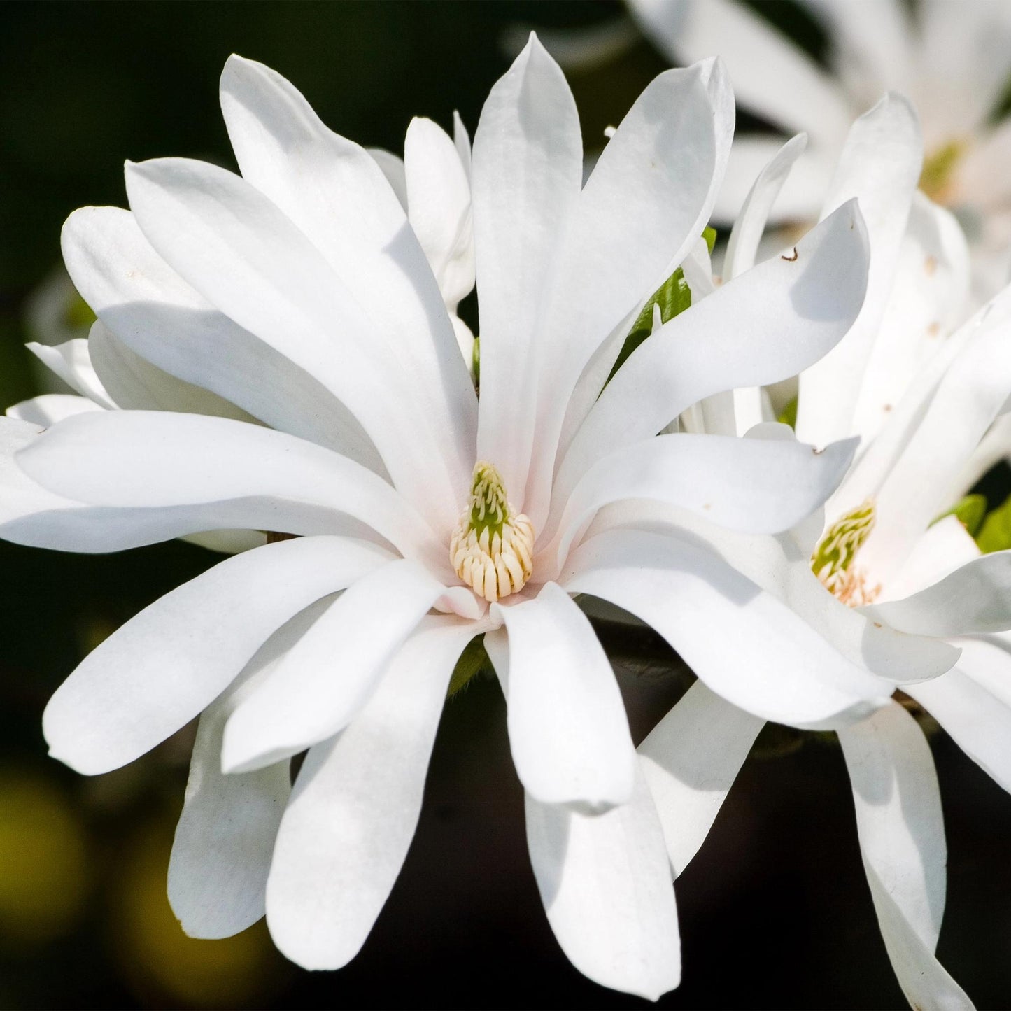 GreenboutiQ - Gartenpflanze - Magnolia stellata Royal Star - Blüte Weiß - 1 Pflanze - Laubabwerfend - Wenig Pflege - Topf 12cm Höhe 30cm 
