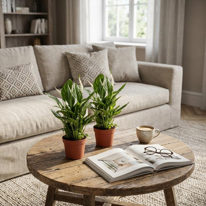 Spathiphyllum Einblatt – 2 Pflanzen – Ø12cm – Höhe 35–40cm – Luftreinigende Zimmerpflanze – Weiße Blüten – Ideal für Wohnraum & Büro 