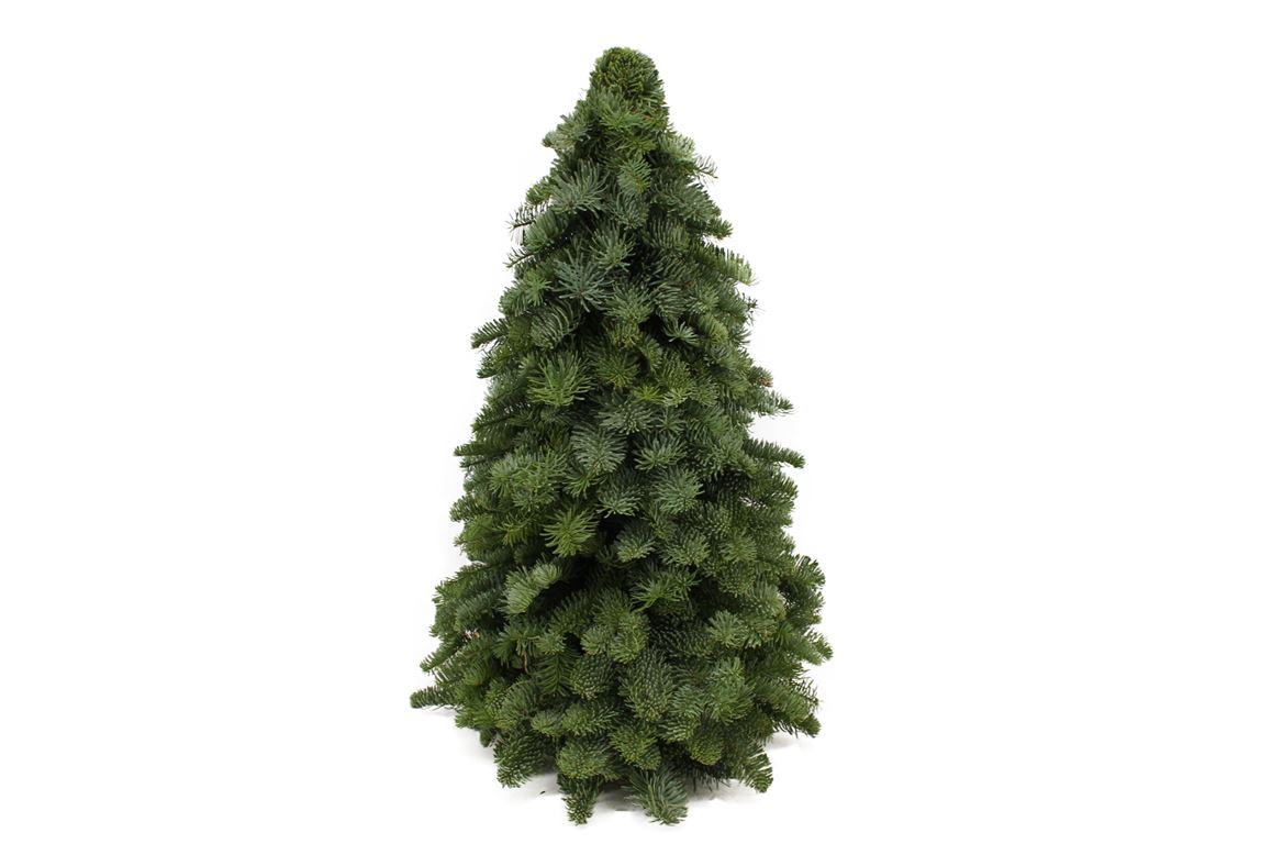Nobilis Weihnachtsbaum 60cm – Dicht gewachsener Mini Tannenbaum mit silbrig-grünen Nadeln – Für Innen & Außen – Langanhaltend frisch – Ideal für festliche Tisch-, Deko- & Raumgestaltung 