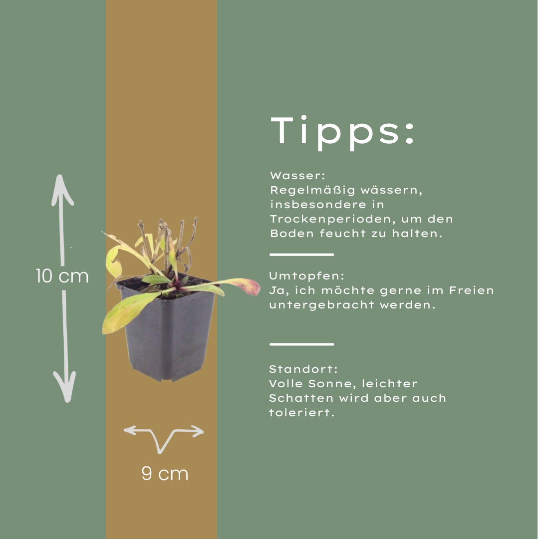 Helenium Moerheim Beauty – 12 Pflanzen – Ø9cm – Höhe 10-25cm – Sonnenbraut Staude – Gelb Orange Sommerblüher – Winterhart für Beet & Präriegarten