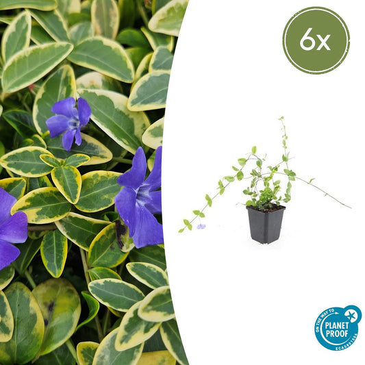 Kleinblättriges Immergrün Vinca minor 'Blue and Gold' – ↕10-25cm – Ø9cm – 6 Pflanzen – Wintergrüner Bodendecker mit goldgelbem Laub – Blau-lila Blüten – Für Beete & schattige Bereiche – Pflegeleicht & robust