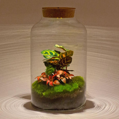 Flaschengarten - DIY Bausatz - Terrarium - Milky Calathea mit LED - ↕31cm