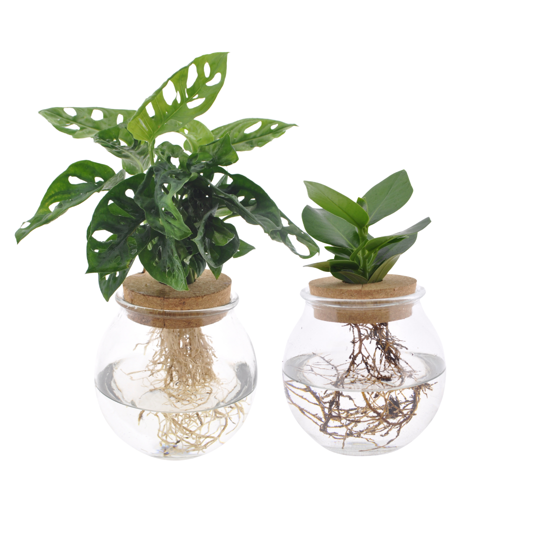 Bolglas Duo Monstera Adansonii - Clusia - Ø12cm - ↕30 cm - 2 Stück